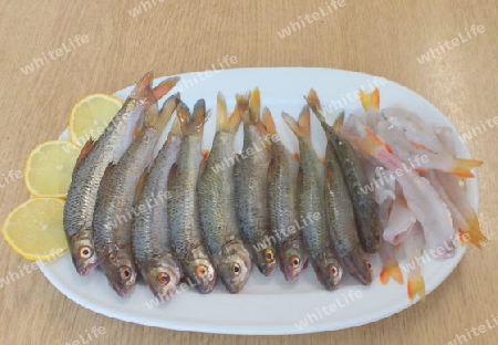 Suesswasserfische