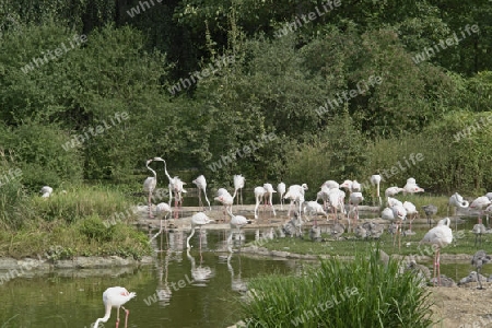 Group of flamingoes in sunny waterside ambiance