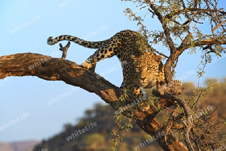 Leopard (Panthera pardus) h?lt Ausschau auf einem Baum im ersten Morgenlicht , Khomas Region, Namibia, Afrika
