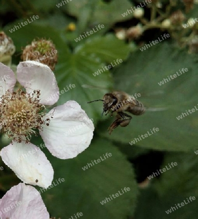Brombeerblüte III und Honigbiene