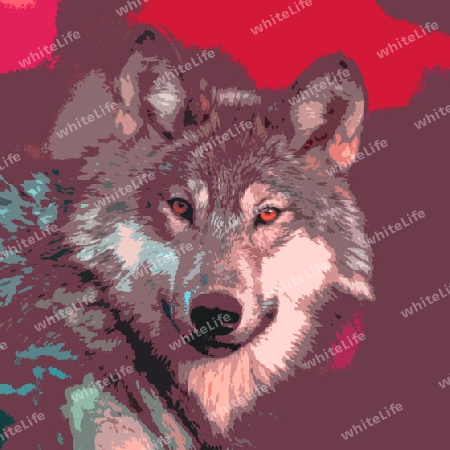 Wolf 006