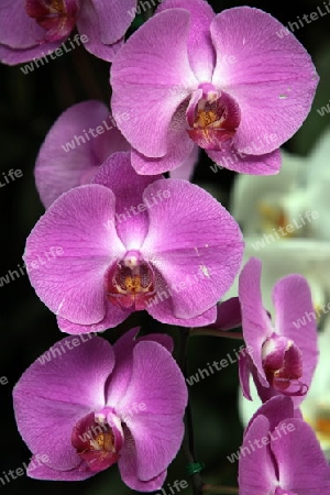 Orchideen bei Chiang Mai im Norden von Thailand. 