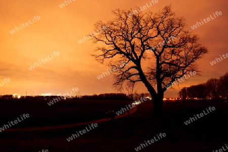 Baum bei Sonnenuntergang