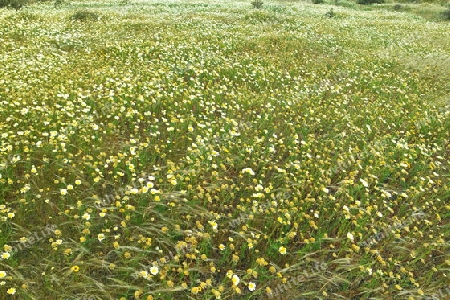 Kamillenwiese auf Lanzarote