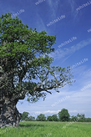 ca. 600 Jahre alte Eiche (Quercus), Hessen, Deutschland