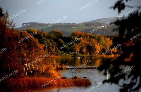 Goldener Herbst am Shannon/Irland
