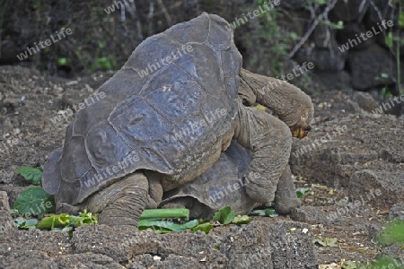 Schildkr?te Lonesome George Galapagos