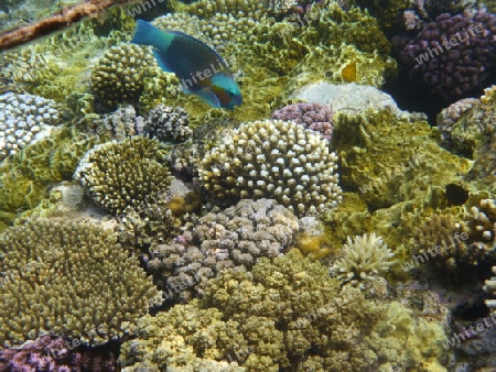 Fische und Korallen im Roten Meer