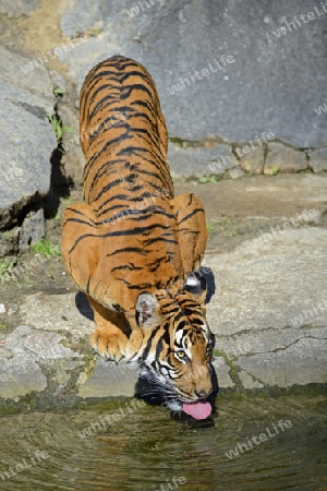 Hinterindischer oder Indochina Tiger (Panthera tigris corbetti) Jungtier trinkt Wasser, Tierpark Berlin, Deutschland, Europa