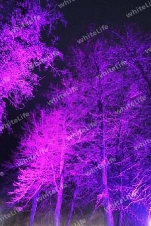 Violett beleuchtete Bäume