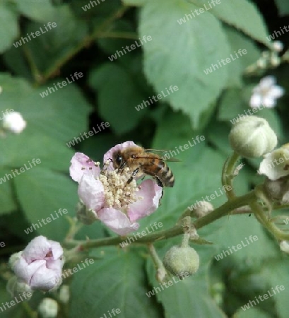 Honigbiene auf Brombeerblüte IV