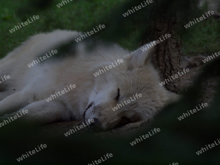 weisser Wolf schlafend im Wald