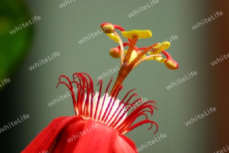 Rote Passionsblume - Passiflore coccinea