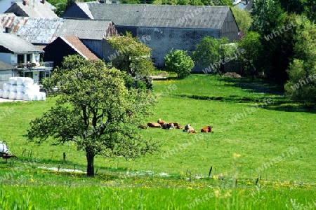 Dorfwiese bei Hinzerath
