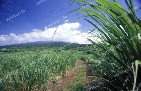 A cugar field on the Island of La Reunion in the Indian Ocean in Africa.