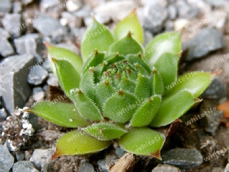 Sempervivum, junge Pflanze P8290331