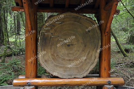 Jahresringe eines Kuestenmammutbaumes, Redwood, Sequoia sempervirens, Muir Woods Nationalpark, Kalifornien, USA