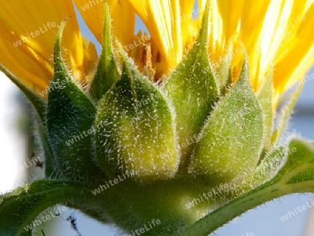 Kleine Sonnenblume P8290321