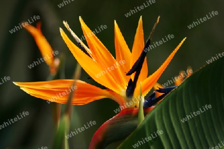 Paradisvogelblume - Strelizia