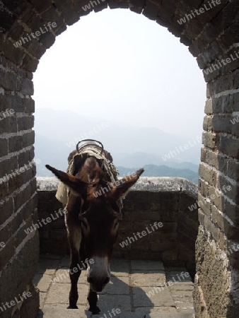 Esel auf der Chinesischen Mauer