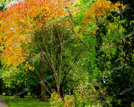 Baum in leuchtenden Herbstfarben