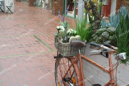 Pflanzkorb auf altem Fahrrad