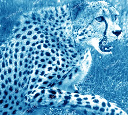 Gepard hellblau