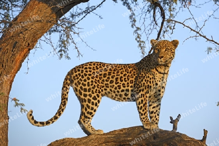 Leopard (Panthera pardus) haelt Ausschau auf einem Baum im ersten Morgenlicht , Khomas Region, Namibia, Afrika