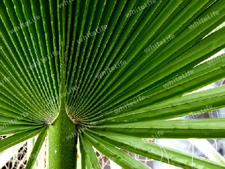 Detailaufnahme von einem Palmblatt