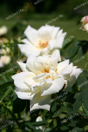 Weiße Rosen von der Insel