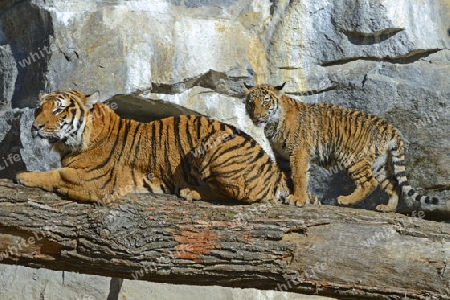 Hinterindischer oder Indochina Tiger (Panthera tigris corbetti) Jungtier mit Mutter, Tierpark Berlin, Deutschland, Europa