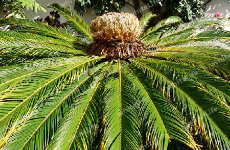 Palmfarn
