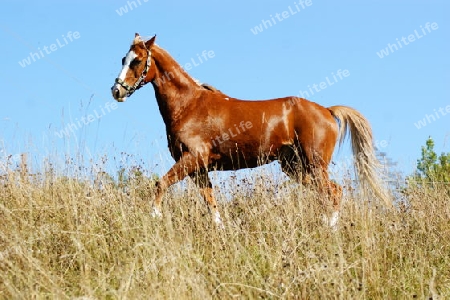 Pferd 6