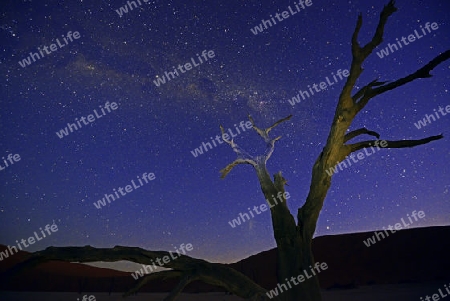 Kameldornb?ume (Acacia erioloba), auch Kameldorn oder Kameldornakazie bei Nach mit Milchstrasse und Sternenhimmel ,  Namib Naukluft Nationalpark, Deadvlei, Dead Vlei, Sossusvlei, Namibia, Afrika