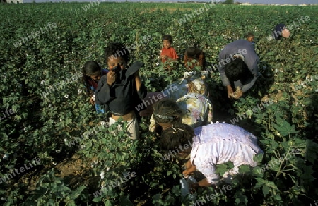 Kinder bei der Ernte von Baumwolle bei Aleppo im Norden von Syrien im Mittleren Osten in Arabien.