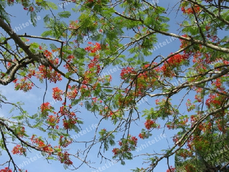 Akazienbaum, Dominikanische Republik