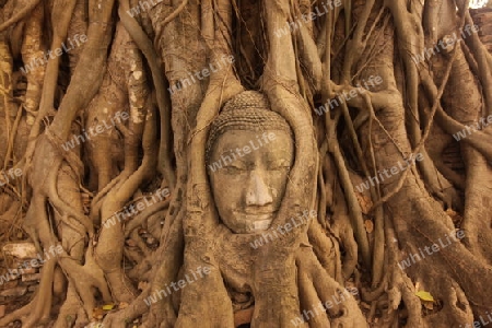 Ein in einem Baum eingeflechteter Steinkopf im Wat Phra Mahathat Tempel in der Tempelstadt Ayutthaya noerdlich von Bangkok in Thailand.