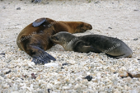 Junger Galapagos Seel?we (Zalophus wollebaeki) an der Mutter saugend, Insel Genovesa, Galapagos, Unesco Welterbe,  Ekuador, Suedamerika