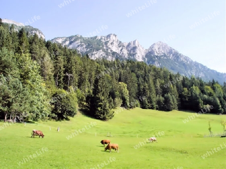 Weide am Hintersteiner See in Tirol