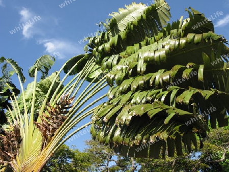 Baum der Reisenden, Ravenala, Dominikanische Republik.