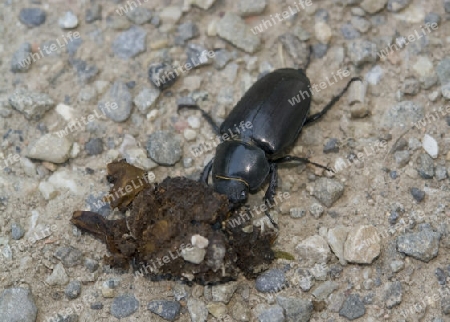 low angle shot of a female stag beetle on stony ground