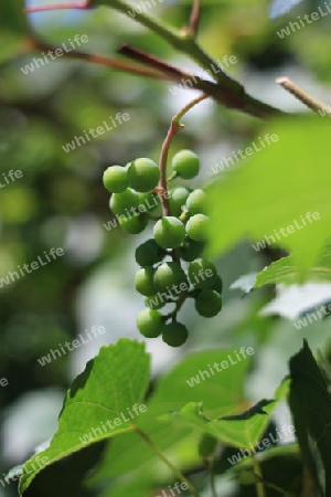 Weissweinrebe, White Wine Grapes