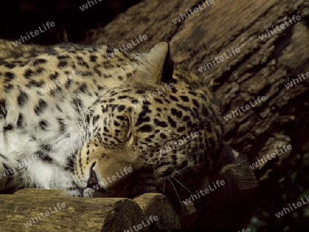 schlafender Gepard