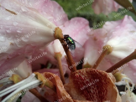 Schmeißfliege, flaschengrün, auf Rododendron I