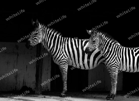 Die zwei Zebras