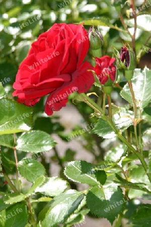 Rosen von der Insel