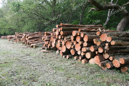 Holzlager im Wald