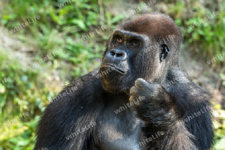 Gorilla Hominidae Portrait hominids
