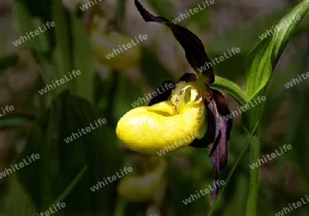 Waldorchidee