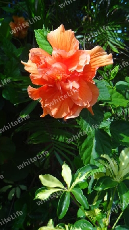 Orange Blume aus Bahamas